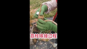 果樹荔枝嫁接的詳細操作過程，1分鐘教你學會如何嫁接果樹      Fruit tree grafting  process, 1 minute to teach you how to grafting