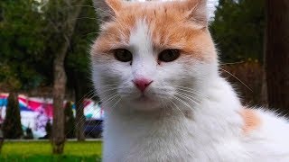 white ginger cat came up and asked for food. подошла бело рыжая кошка и попросила еды. white ginger cat came up and asked for food. подошла бело рыжая кошка и попросила еды.