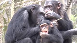 JAN 2016 Tama zoo chimps The day Gin's whimper didn't stop ジンのフィンパーが止まらなかった日