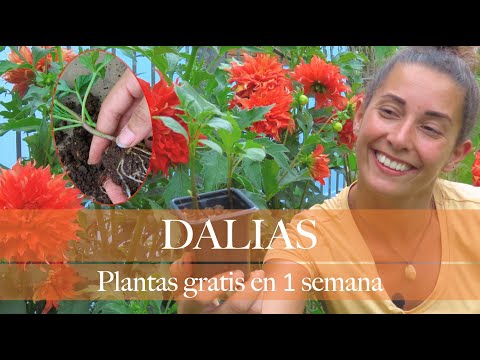 Video: Cuidado de las plantas de Dahlia: cómo cuidar las dalias Little Beeswing Pompon