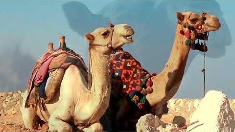 The camel, an enduring symbol of endurance and adaptability