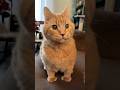 Cute thumbs for cats#cat #funny  #for #foryou #fyp #funnyvideo #animal #animalsoftiktok #usa #pets