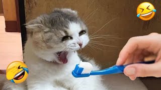 New Funny Animals 2023 🤣😍 Funniest Cats and Dogs Videos 😸🐶 Part 18