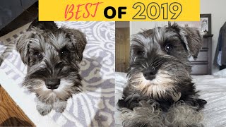 CUTE MINIATURE SCHNAUZER PUPPY COMPILATION | BEST OF 2019