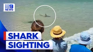 Shark spotted close to shore at Queensland beach | 9 News Australia