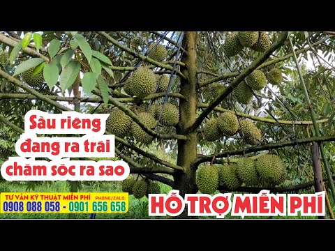 Video Sầu riêng Ri6 trồng bao lâu ra trái ✅ Những lưu ý khi... - youtube