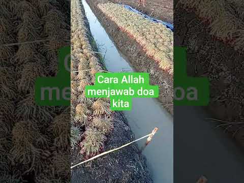 CARA ALLAH MENJAWAB DOA #doa #doamustajab #doacepatkaya #doaharian #AenulChannel