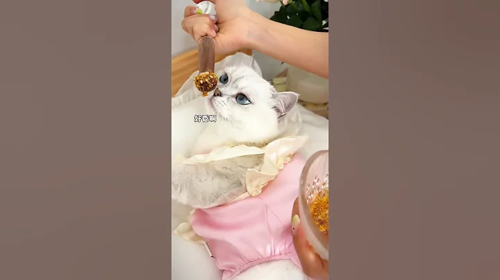 Video 5116671: pets cutecat, funny cat, kitten