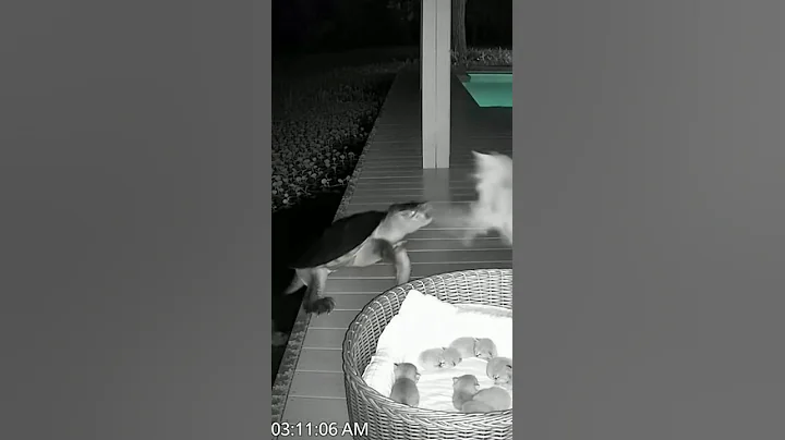 Video 11868131: maine coon kitten fighting, newborn maine coon kitten, giant maine coon kitten, mainecoon