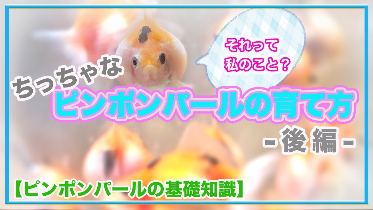 ちっちゃなピンポンパールの育て方 後編 ピンポンパールの基礎知識 Youtube