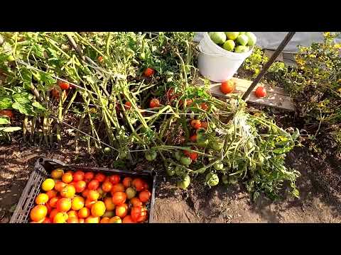 Выращивание безрассадных помидоров. Практический опыт.