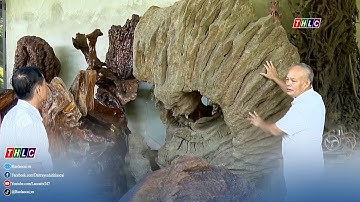Gỗ lũa tái sinh qua bàn tay nghệ nhân sinh vật cảnh | THLC