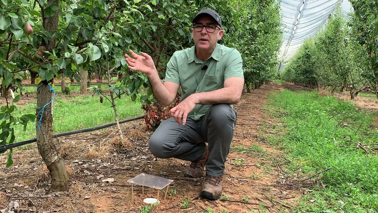 IPDM Monitoring of Conservation Bio-control Plots – Tatura SmartFarm Experimental Pear Orchard