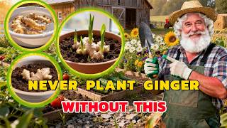 Never Plant Ginger Without This — For Large Fruits & More Ginger, Do This.