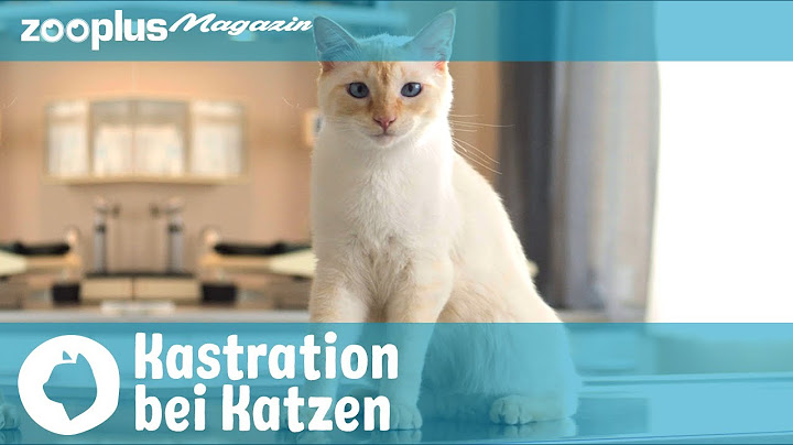 Was kostet eine kastration bei katzen