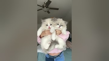 Seeing if my 8 week old kittens pass the ragdoll test