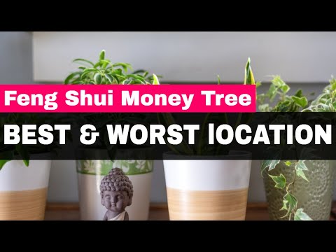 Feng Shui Money Tree - Best U0026 Worst Locations