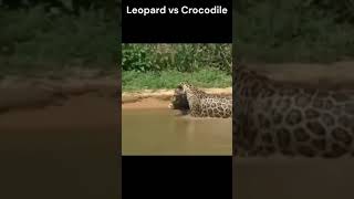 Insane Moment: Leopard Hunts a Crocodile from the Lake 😱 🐆🐊