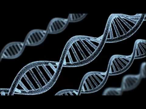 Epigenetics Your Food And Environment Determines Your Evolution 