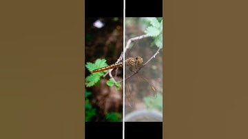 just wait & watch😇#shorts #edit #editing #lightroom  #snapseed #nature  #photography  #photoshop