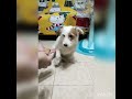 Jack Russell Toto