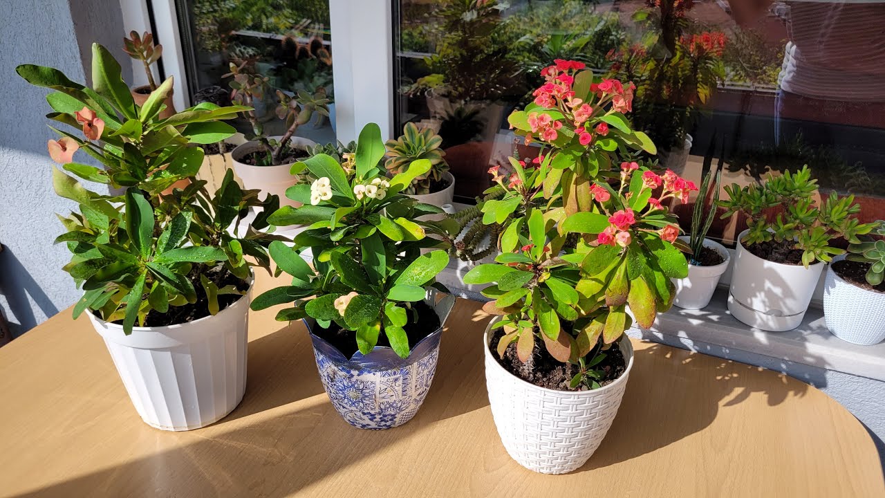 Dikenler Tacı Bakımı /Saksı Değişimi