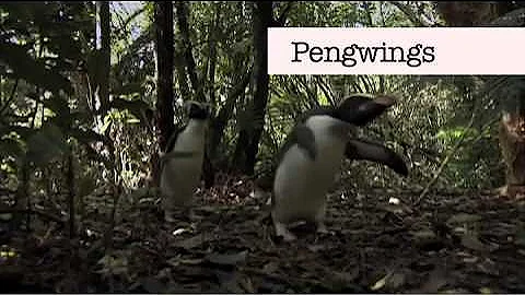 Benedict Cumberbatch can't say "Penguins"