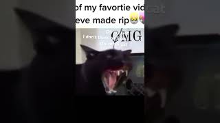 When This Cat Says You Will Die