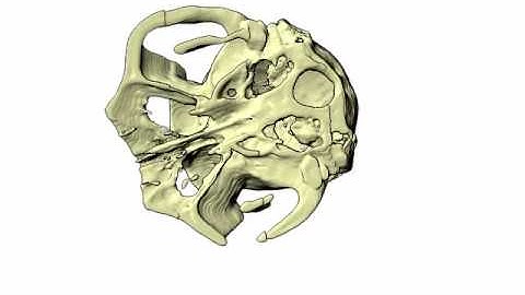 Raycasting CT of a Monkey