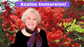 Walk With Me Through the Azalea Garden at Biltmore Estate