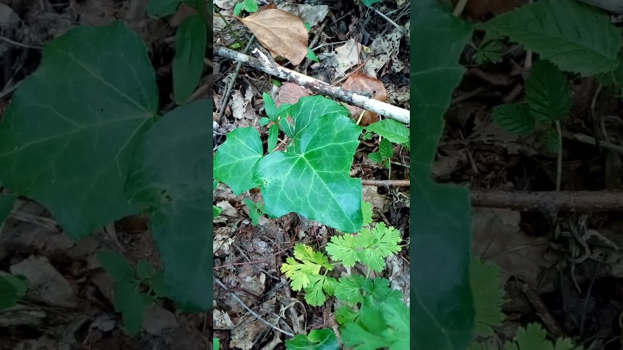 Интересный красивый росток плюща лианы в лесу Interesting beautiful sprout of ivy liana in forest