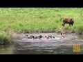 Cooling Off at Wolf Park