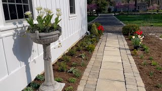 🌹 Magnolia Saucers // Walkway in Spring Bloom