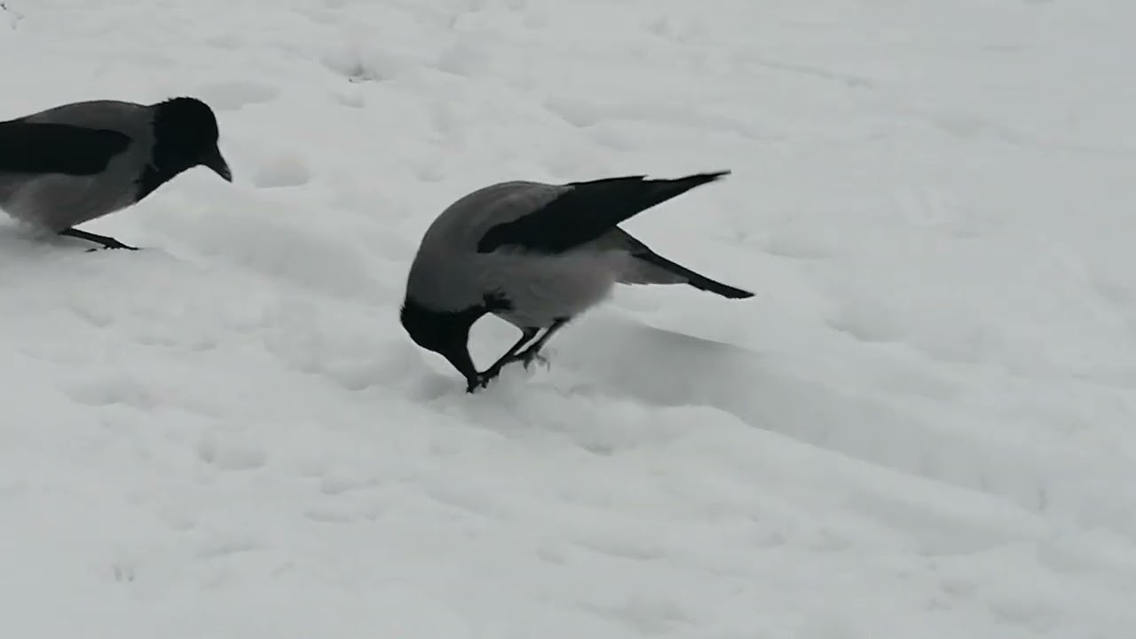 Снова сугробы, снова паника 