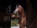 #horse #horses #youtube #فرسان #arabic #عرب #السعودية #الامارات #دبی