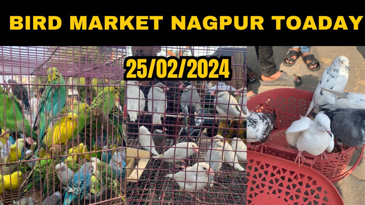 Bird Market Nagpur Today 25/02/2024 lakadganj Ka bird Market Bird