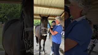 dentiste pour mes chevaux ? #equitation #cheval #dentist #equestrian