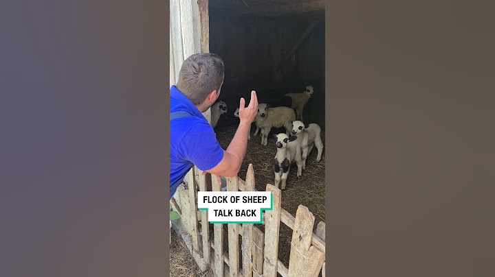 Flock of Sheep Talk Back! 😂 (🎥: Viralhog)  #furrytails