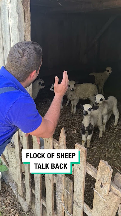 Flock of Sheep Talk Back! 😂 (🎥: Viralhog)  #furrytails