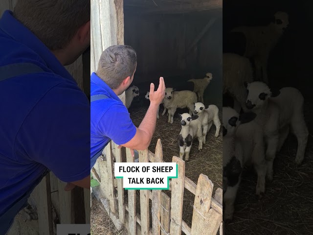 Flock of Sheep Talk Back! 😂 (🎥: Viralhog)  #furrytails class=