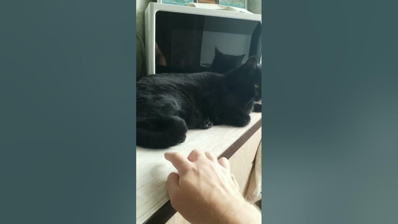 НЕПОСЛУШНЫЙ КОТ ЧЕРНЕЕ НОЧИ ЗАХВАТИЛ СТОЛ И РАЗВАЛИЛСЯ А Я ЗАВТРАКАТЬ ...