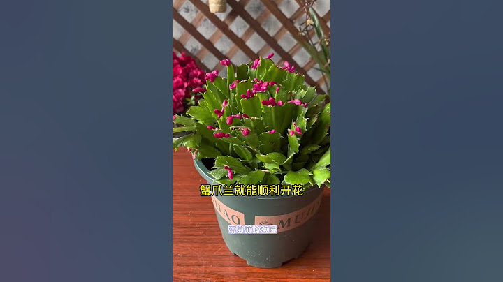 蟹爪兰不开花，那就把它关进小黑屋，很快就会冒出满头花苞 #蟹爪兰 #花卉绿植 #养花小知识 #shorts - 天天要闻