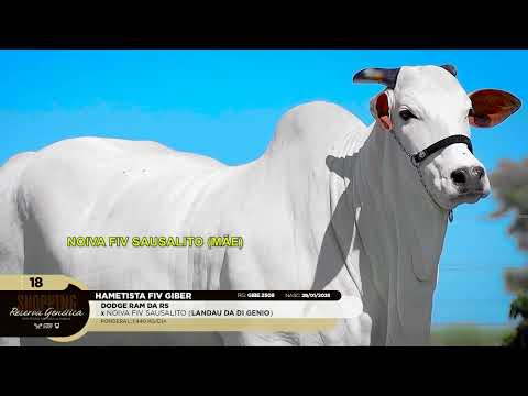 LOTE 18   HAMETISTA FIV GIBER   GIBE 2508 zap