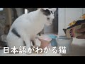 「ごっはーん」を理解している猫達が餌を求める様子が可愛い