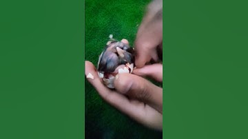 part(1) removing eggshell to save stuck chick #shorts #homested #viral