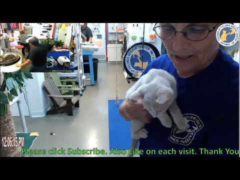 cage free vs organic eggs Adoption of Crocus 07/21/2018