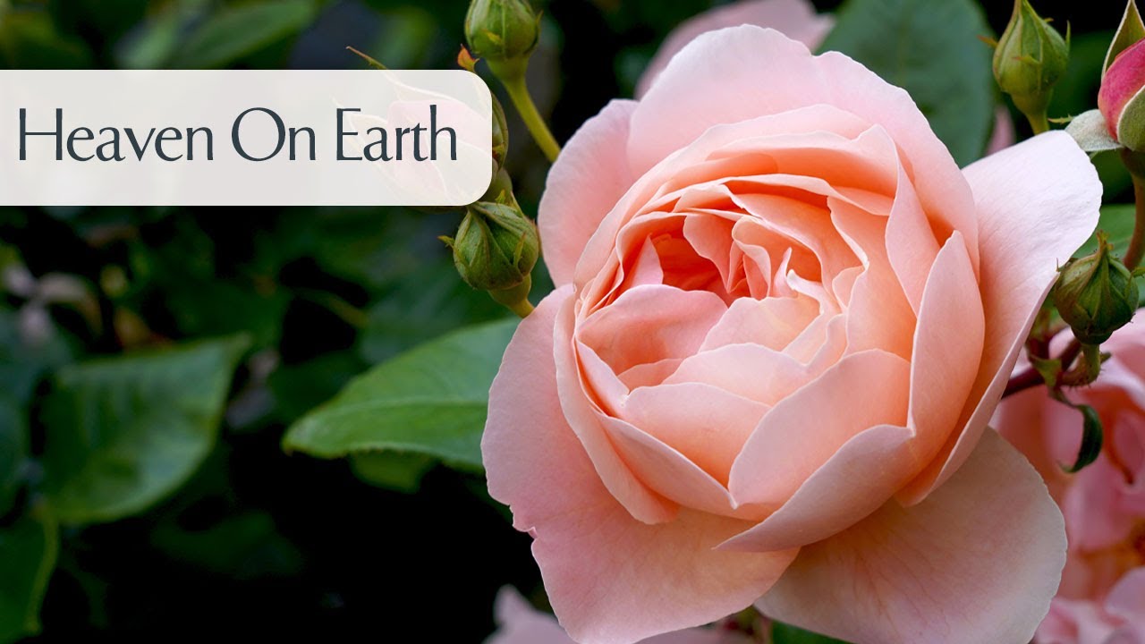 Heaven on Earth™ — Kordes® Roses