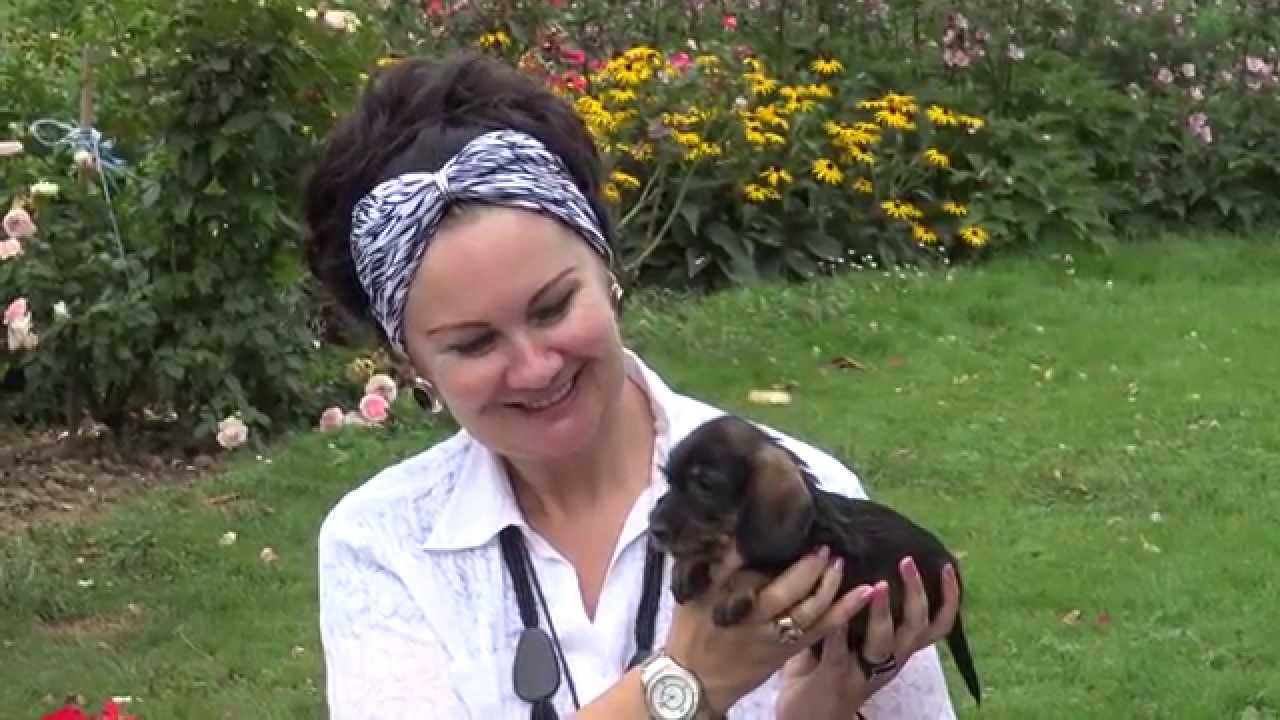 Familie Zwergdackel Typ Rauhaar www.welpenvermittlung-hunde.at