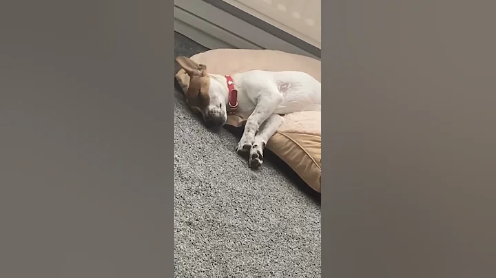 Bonny the dog dancing to dirty dancing