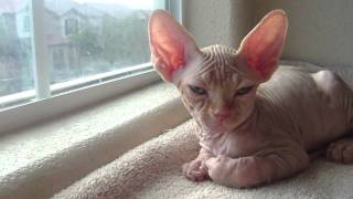 Sphynx Kitten Las Vegas - Male, Blue Collar